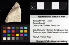 Foto (Objket + Etiketten) von Decapoda indet. 